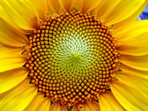 Anel atlante e o Girasol